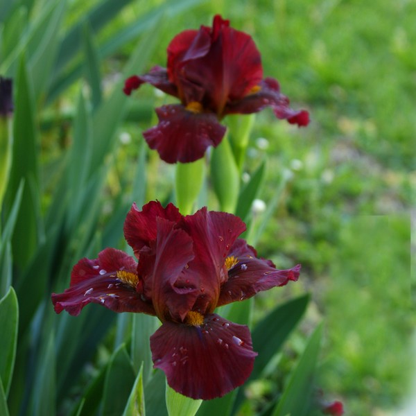 Iris 2, ne1100