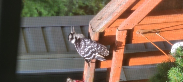 Female Harry Woodpecker resting on my banister.
