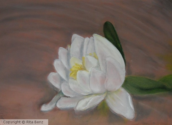 Waterlily