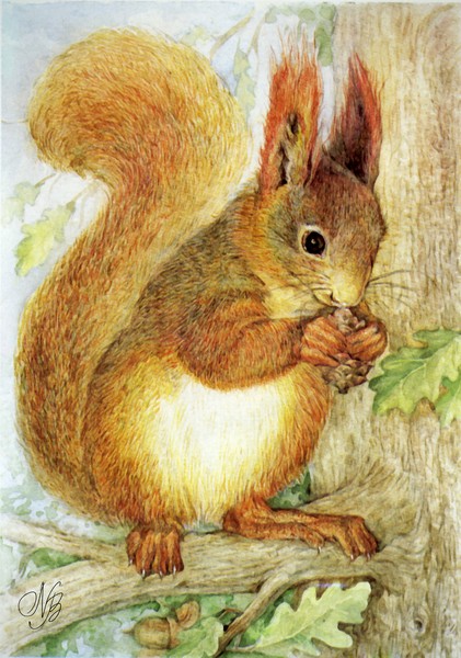 Squirrel