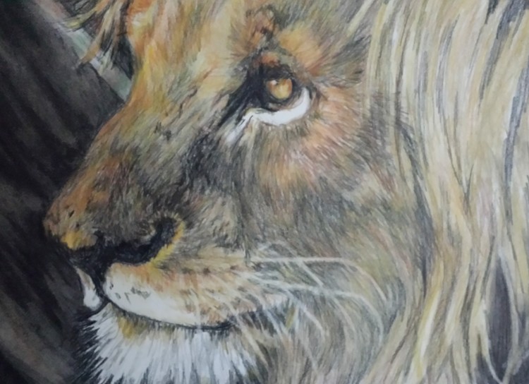 Mr Lion
