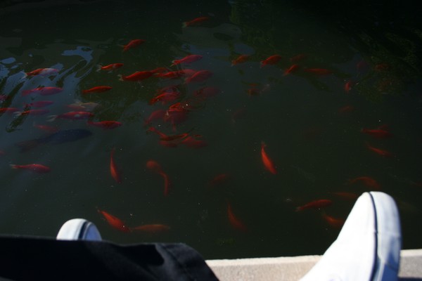 Fish in the Water