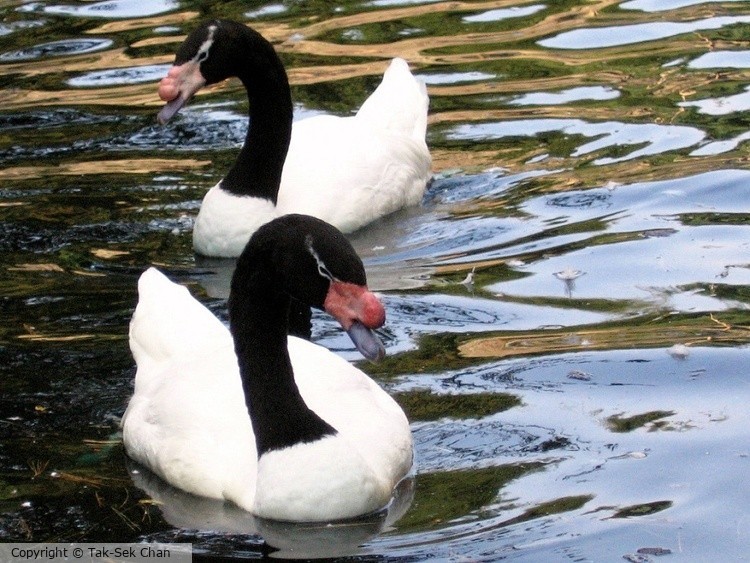 Black-necked Swans (Cygnus melanocoryphus), Central Park Zoo, NYC, 08-10-2005