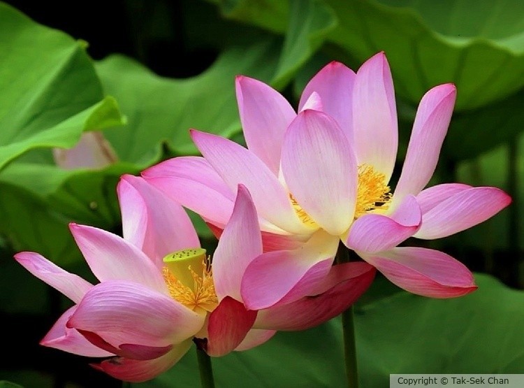 Lotus (Nelumbo nucifera), Wayland, MA, USA, 07-12-2024
