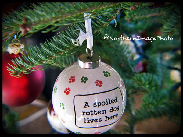 Spoiled Christmas