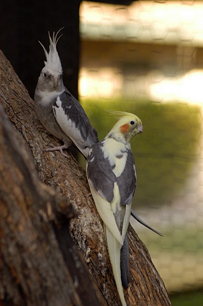 Cockateil