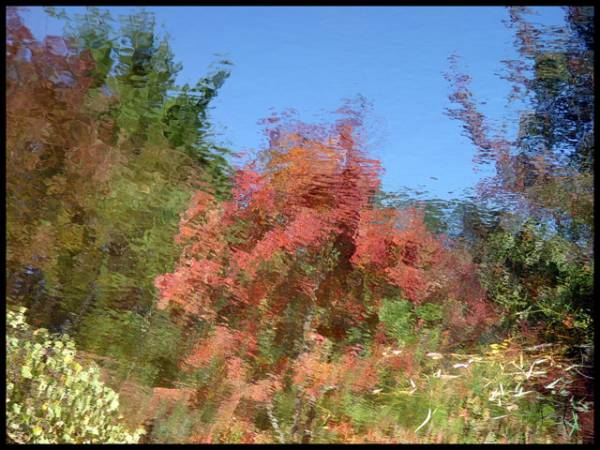 Fall Reflections