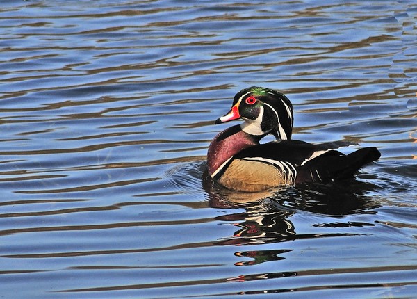 (MALE) WOOD DUCK