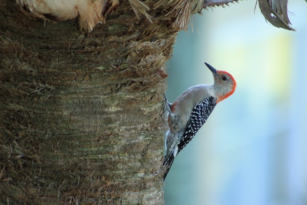 Woodpecker