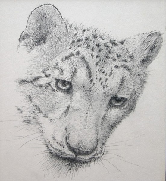 Snow Leopard - intent stare