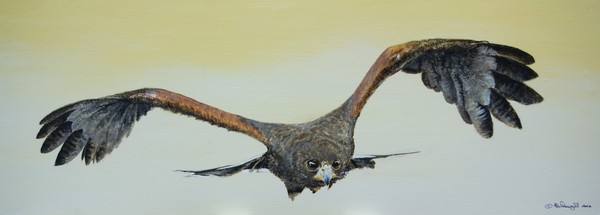 Harris Hawk