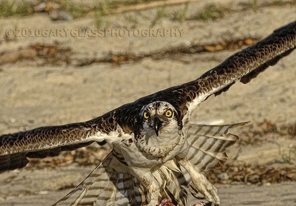 Osprey in Flight