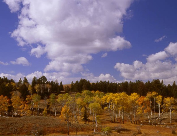 Clouds Over Aspens