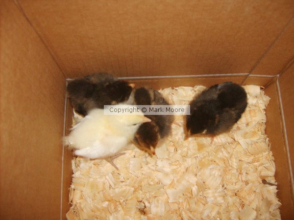 Baby Chickens - March 1, 2011