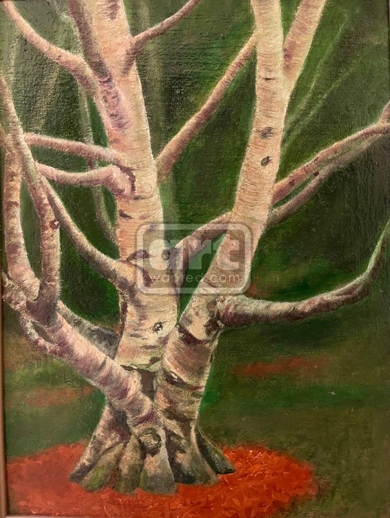 Empress Birch
