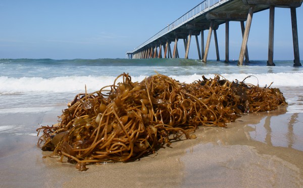 Kelp
