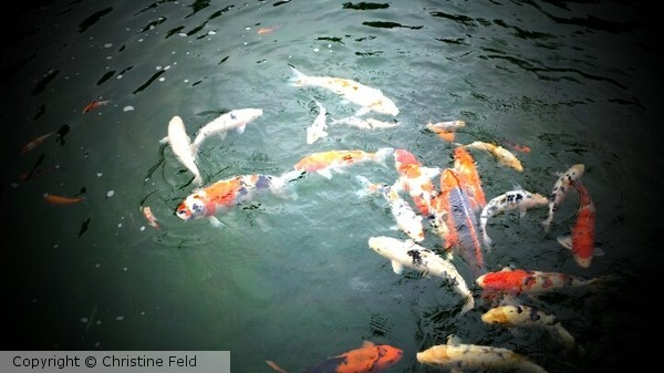 Japanese Gardens, CSU Long Beach