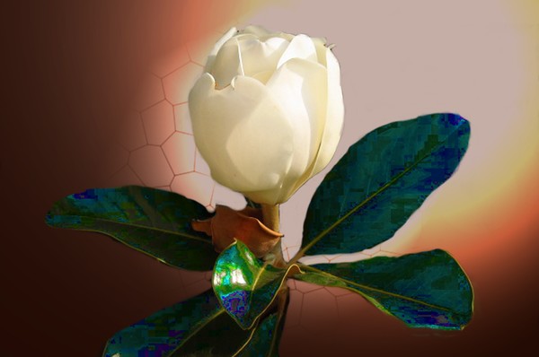 magnolia