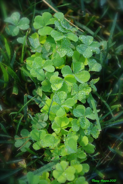 Spring Green
