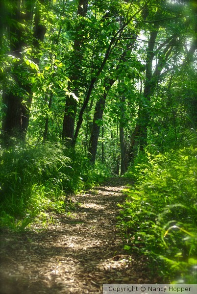Down the Dappled Path