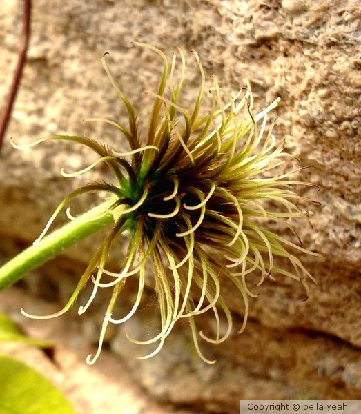 clematis 