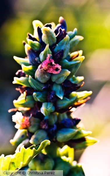 Plant Life