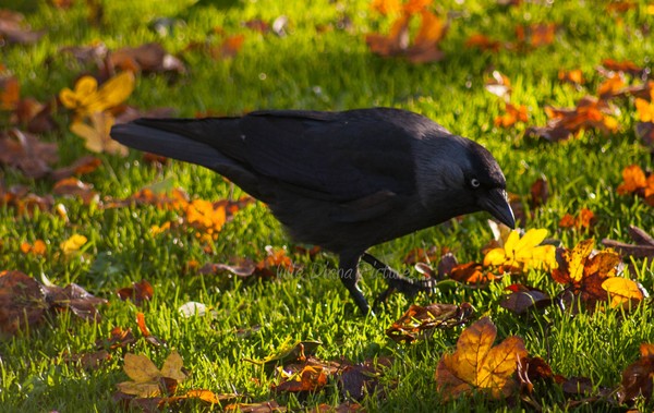 The Blackbird