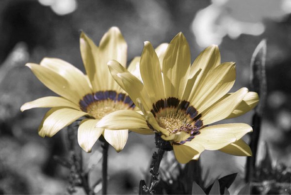 Faded Flower
