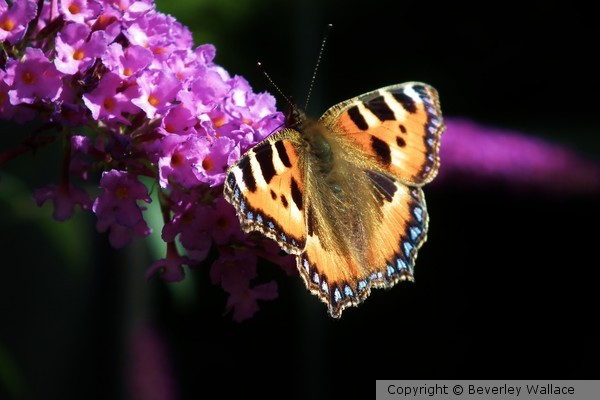 tortoishell