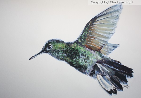 Hummingbird