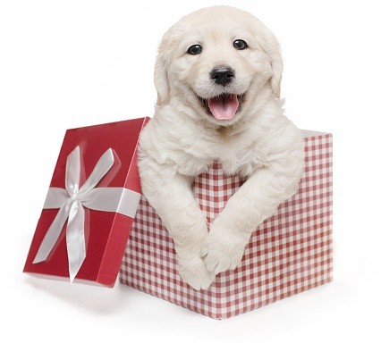 puppies (4)