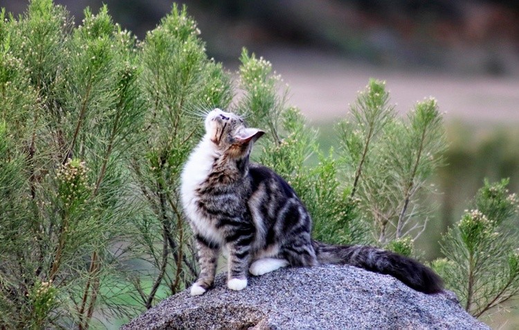 KAREN MURO CAT