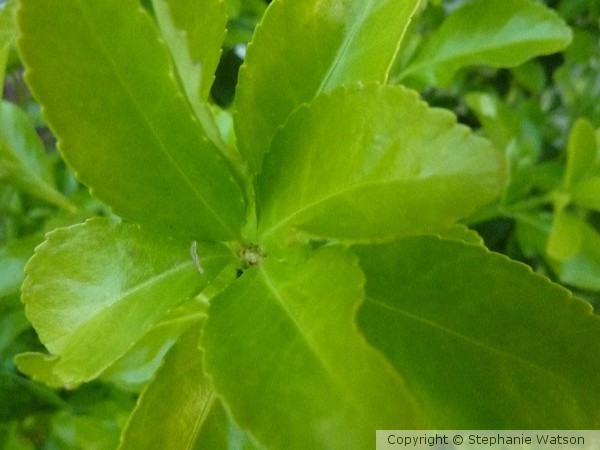 Leaves
