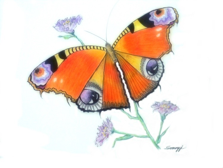 Butterfly Dressed for a Masquerade Ball