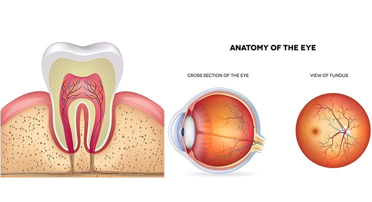 Outsource Medical Illustration Services