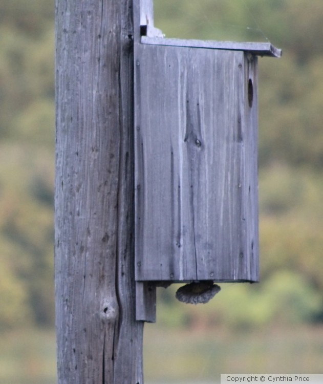Birdhouse