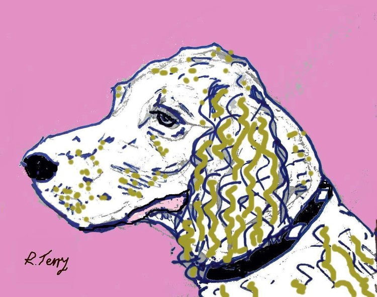 englishsetter