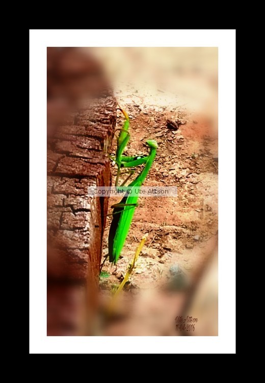 Praying Mantis