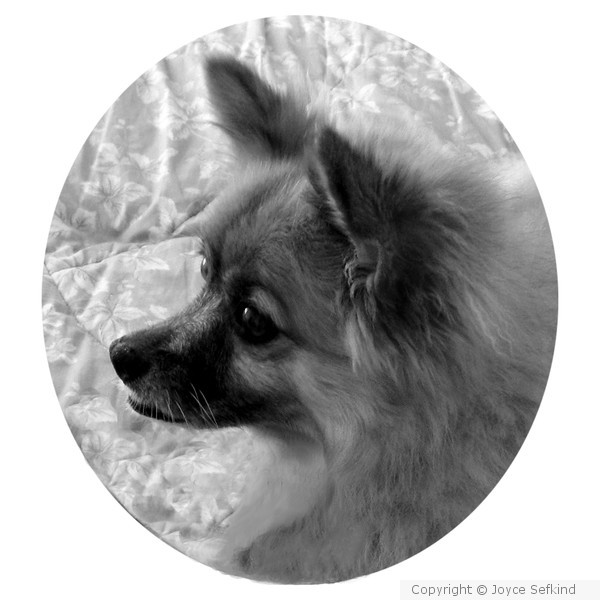 Dog Portrait