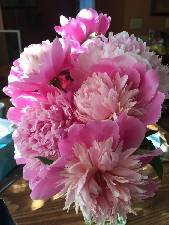Moms peonies