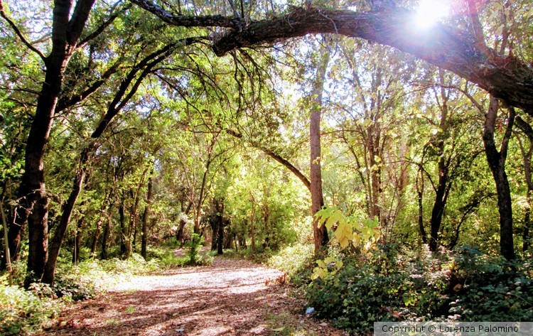 Sacramento Woods