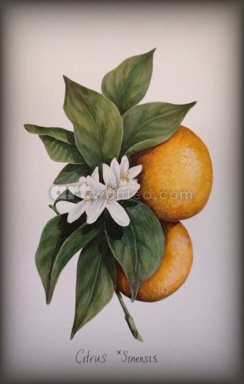 Citrus x Sinensis 