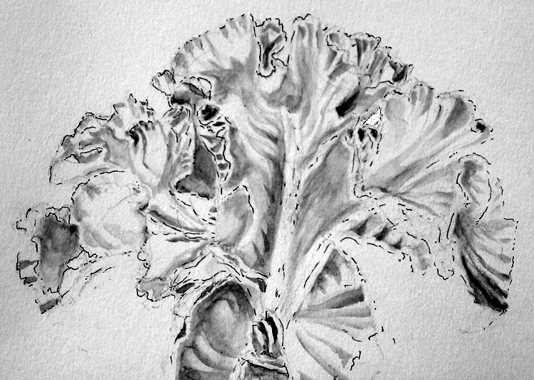 Bearded Iris Drawing