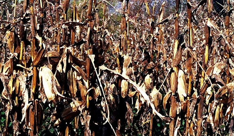 Corn