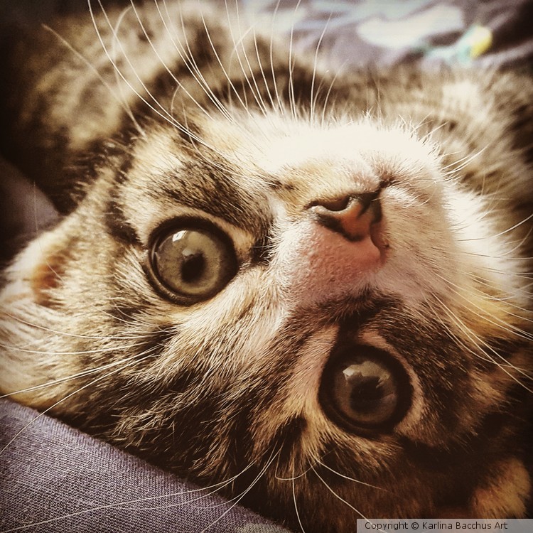 Jack 