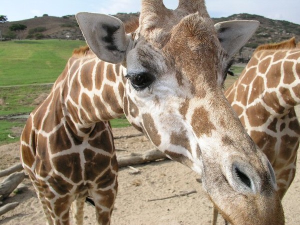 Giraffe Up Close!