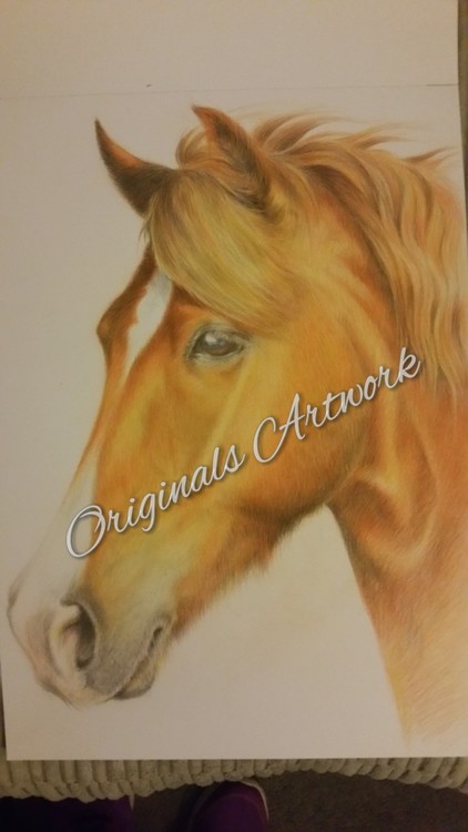 Chestnut Horse
