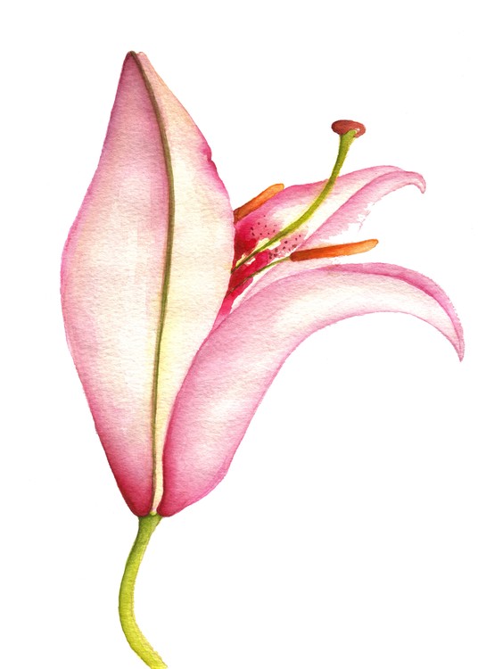 Lily