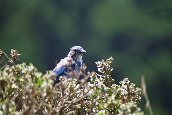 blue bird