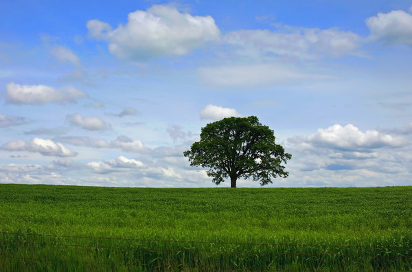 The Tree